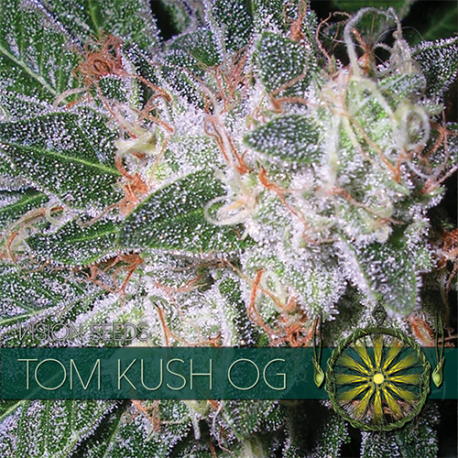 Tom Kush OG | Feminised, Indoor & Outdoor