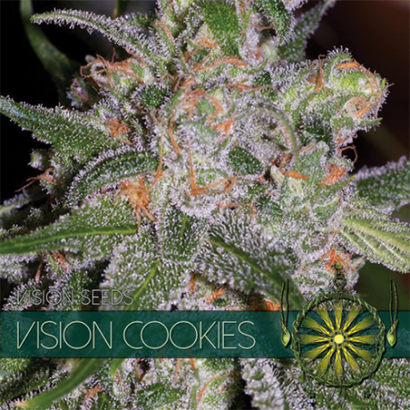 Vision Cookies | Feminised, Indoor & Outdoor