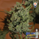 Blue Cheese Automatic | Feminised, Auto, Indoor & Outdoor