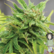 Cheese Automatic | Feminised, Auto, Indoor & Outdoor