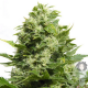 Cheese | Feminised, Indoor & Outdoor