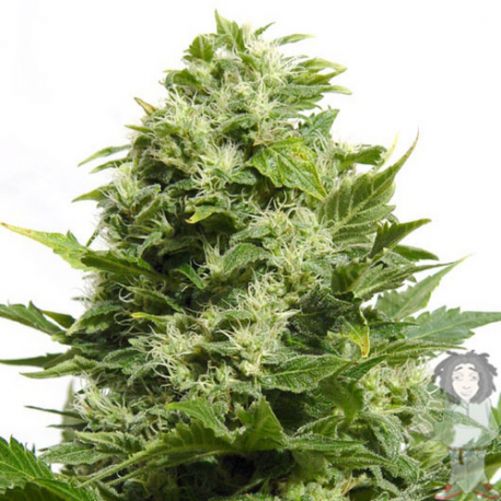 Cheese | Feminised, Indoor & Outdoor