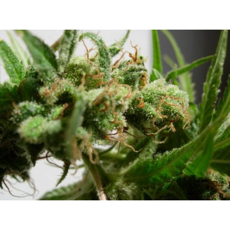 Guawi | Feminised, Indoor