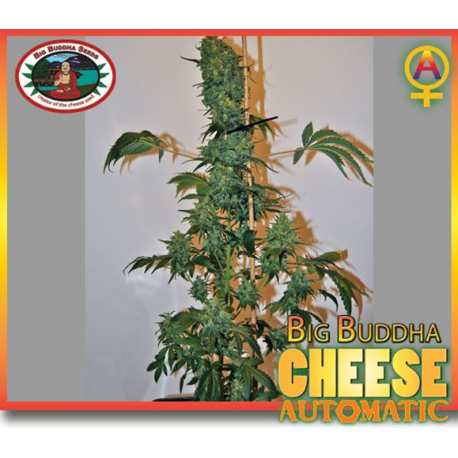 Cheese Automatic | Feminised, Auto, Indoor & Outdoor