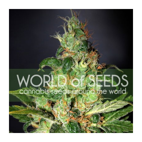 Chronic Haze | Feminised, Indoor & Outdoor