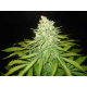 Mazar x Great White Shark | Feminised, Indoor & Outdoor