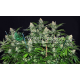 Mazar x White Rhino | Feminised, Indoor & Outdoor