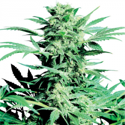 Shiva Skunk | Indoor & Outdoor