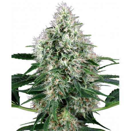 PPP (Pure Power Plant) | Feminised, Auto, Indoor & Outdoor