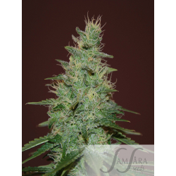 El Alquimista Auto | Feminsied, Auto, Indoor & Outdoor