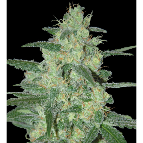 Holy Grail 69 | Feminised, Indoor & Outdoor