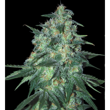 Jekyll Passion | Feminised, Indoor & Outdoor