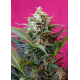 Big Devil XL | Feminised, Auto, Indoor & Outdoor