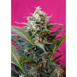 Big Devil XL | Feminised, Auto, Indoor & Outdoor