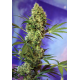Big Devil | Feminised, Auto, Indoor & Outdoor