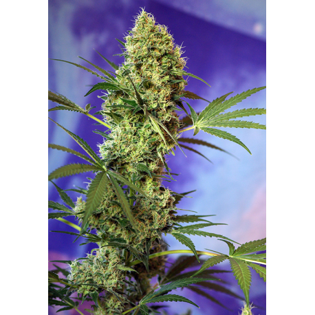 Big Devil | Feminised, Auto, Indoor & Outdoor