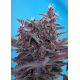 Black Cream | Feminised, Auto, Indoor & Outdoor