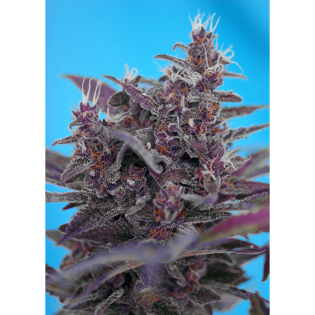 Black Cream | Feminised, Auto, Indoor & Outdoor