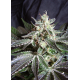 Black Jack - Fast Version | Feminised, Indoor & Outdoor