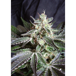 Black Jack - Fast Version | Feminised, Indoor & Outdoor