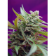 Black Jack | Feminised, Auto, Indoor & Outdoor