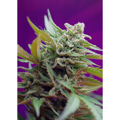 Black Jack | Feminised, Auto, Indoor & Outdoor