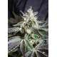 Black Jack | Feminised, Indoor & Outdoor