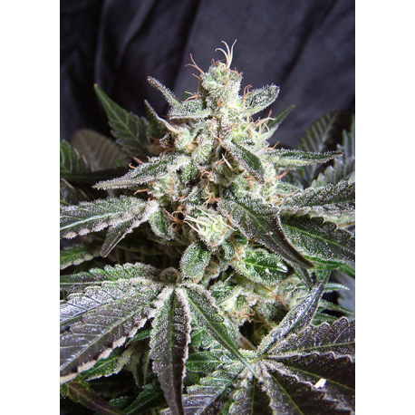 Black Jack | Feminised, Indoor & Outdoor