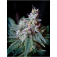 Cream Caramel | Feminised, Auto, Indoor & Outdoor