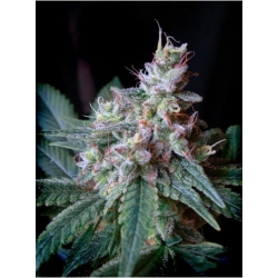 Cream Caramel | Feminised, Auto, Indoor & Outdoor