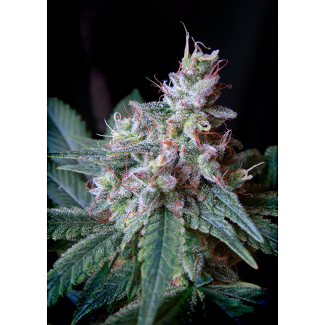 Cream Caramel | Feminised, Indoor & Outdoor