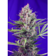 Cream Mandarine - Fast Version | Feminised, Indoor & Outdoor