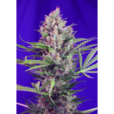 Cream Mandarine - Fast Version | Feminised, Indoor & Outdoor
