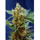 Cream Mandarine XL | Feminised, Auto, Indoor & Outdoor