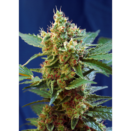 Cream Mandarine XL | Feminised, Auto, Indoor & Outdoor