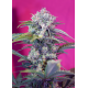Cream Mandarine | Feminised, Auto, Indoor & Outdoor