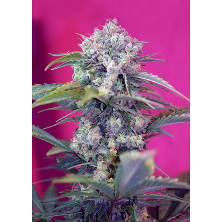 Cream Mandarine | Feminised, Auto, Indoor & Outdoor