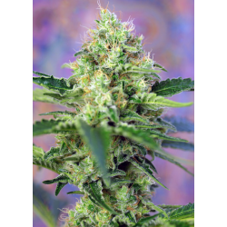 Crystal Candy | Feminised, Indoor & Outdoor