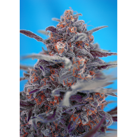 Devil Cream | Feminised, Auto, Indoor & Outdoor