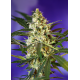 Fast Bud | Feminised, Auto, Indoor & Outdoor
