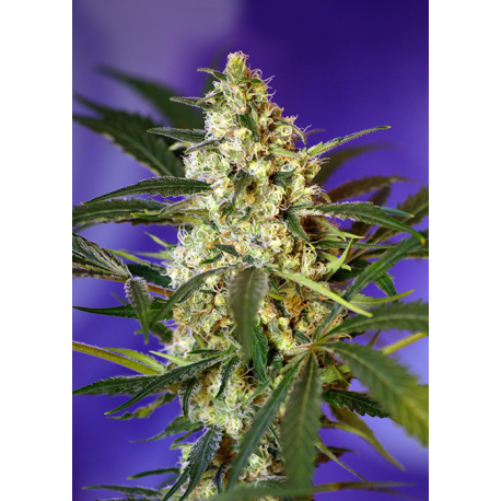 Fast Bud | Feminised, Auto, Indoor & Outdoor