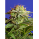 Green Poison - Fast Version | Feminised, Indoor & Outdoor