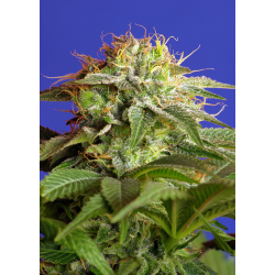 Green Poison - Fast Version | Feminised, Indoor & Outdoor