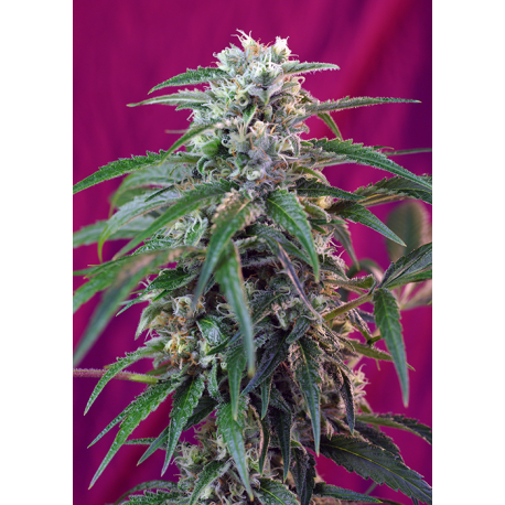 Green Poison | Feminised, Auto, Indoor & Outdoor