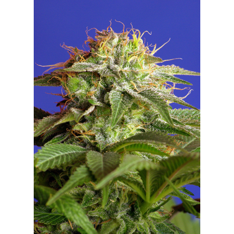 Green Poison | Feminised, Indoor & Outdoor