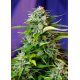 Jack 47 | Feminised, Auto, Indoor & Outdoor