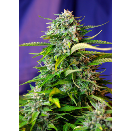 Jack 47 | Feminised, Auto, Indoor & Outdoor