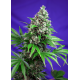 Killer Kush - Fast Version | Feminised, Indoor & Outdoor