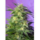 Killer Kush | Feminised, Auto, Indoor & Outdoor