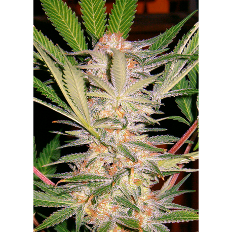 S.A.D. - Fast Version | Feminised, Indoor & Outdoor